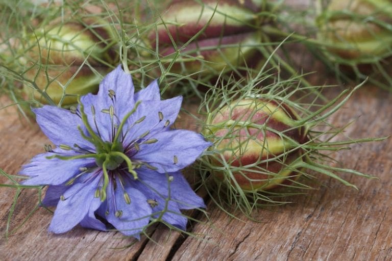 Black Cumin Seed Oil