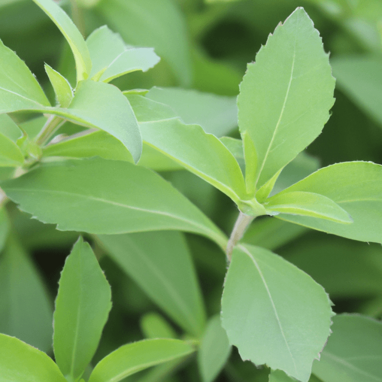 stevia leaves on a stevia plant