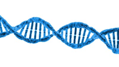 What is collagen?