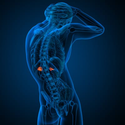 Adrenal Fatigue