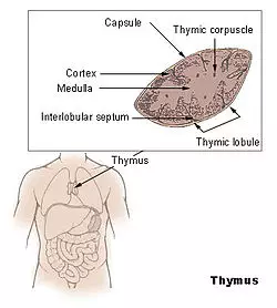 Thymus Gland: Function & Importance
