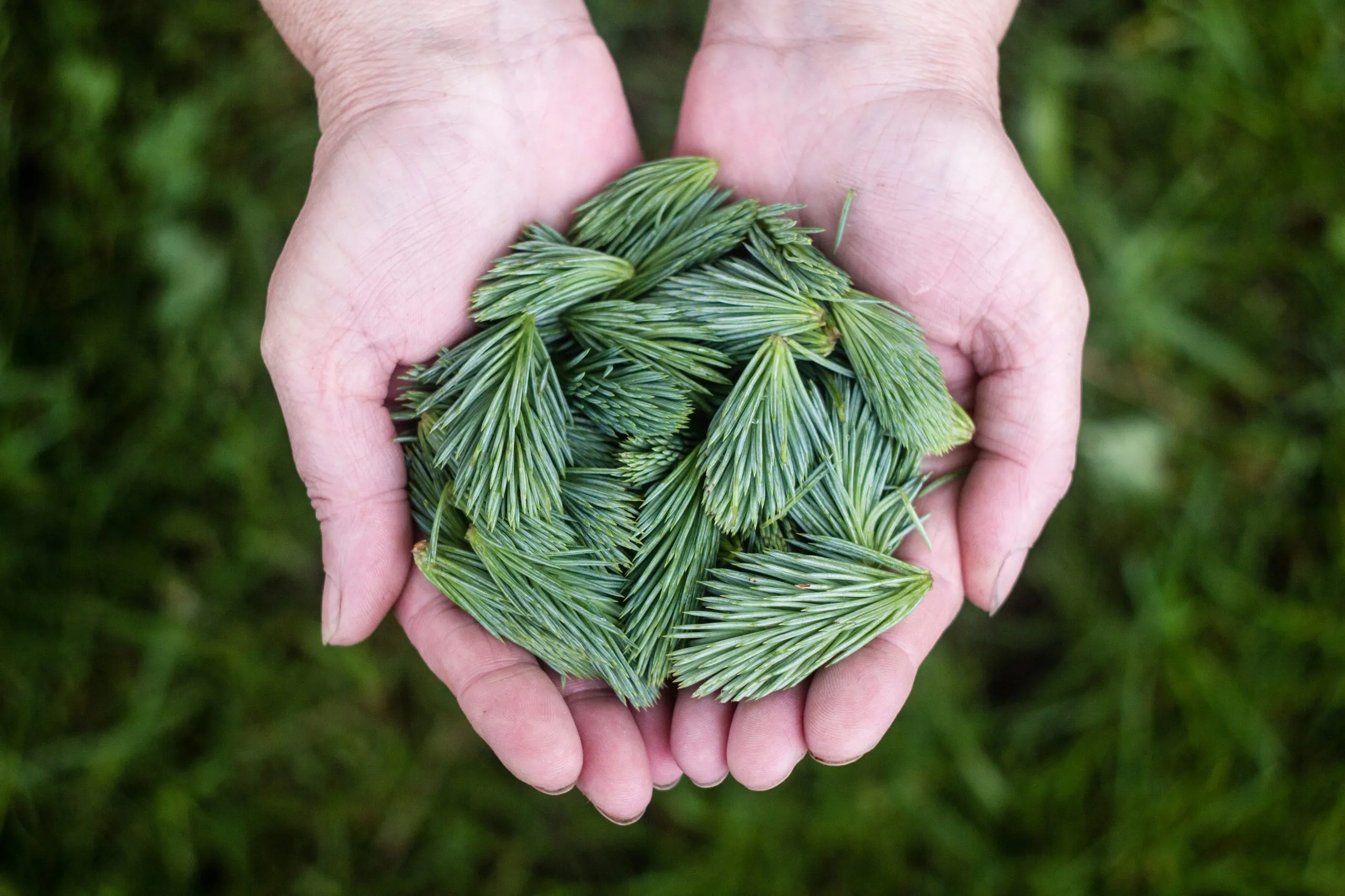 pine needles