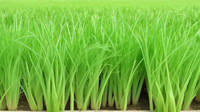 wheatgrass for health