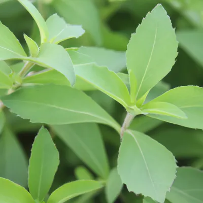 stevia leaves on a stevia plant