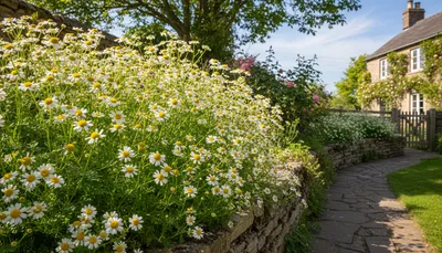 feverfew plant