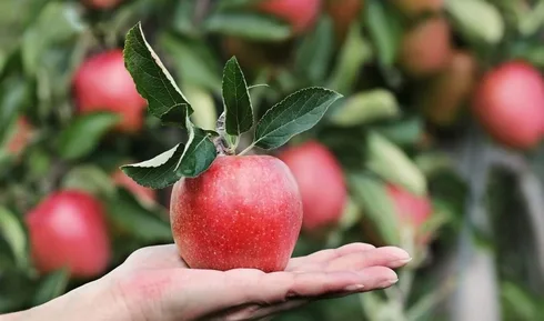 An apple a day